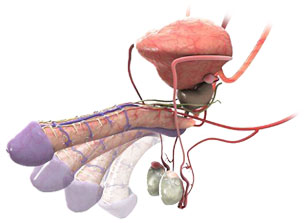 penisanatomy3