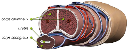 penisanatomy_fr